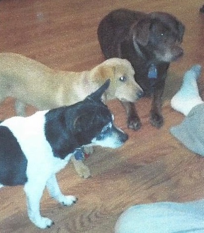 Rouge, Jag & Chase - My Three Babies